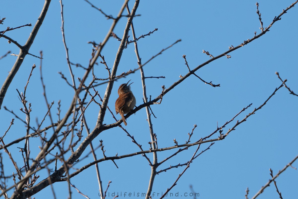 Поплітник каролінський - ML647468293