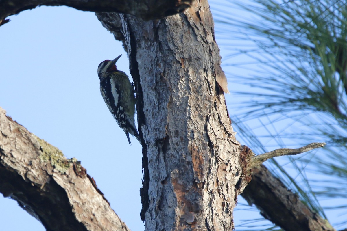 Дятел-смоктун жовточеревий - ML647468294