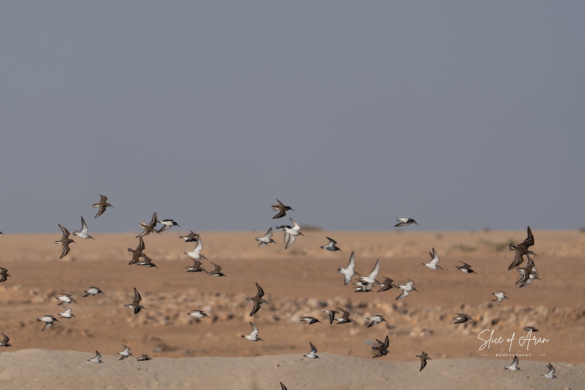 Побережник малий - ML647468295