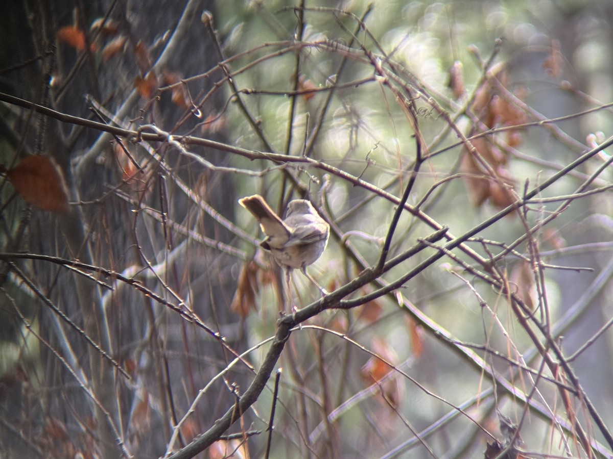 Дрізд-короткодзьоб плямистоволий - ML647468296