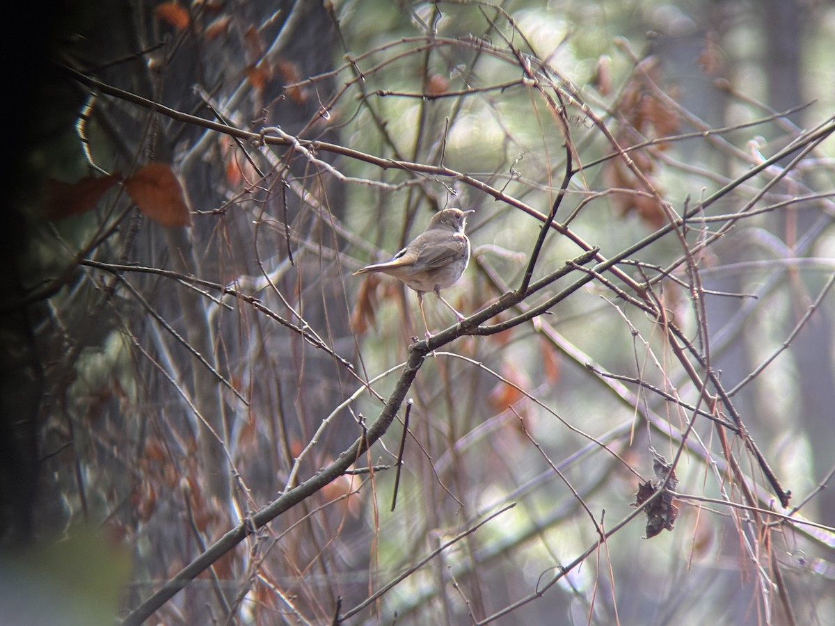 Дрізд-короткодзьоб плямистоволий - ML647468297