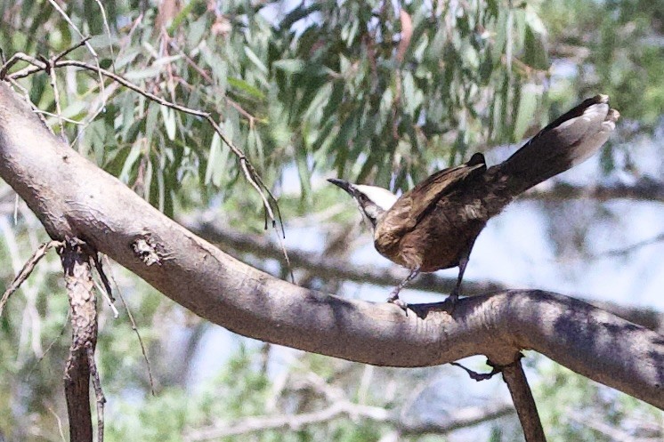 Стадняк білоголовий - ML647468299