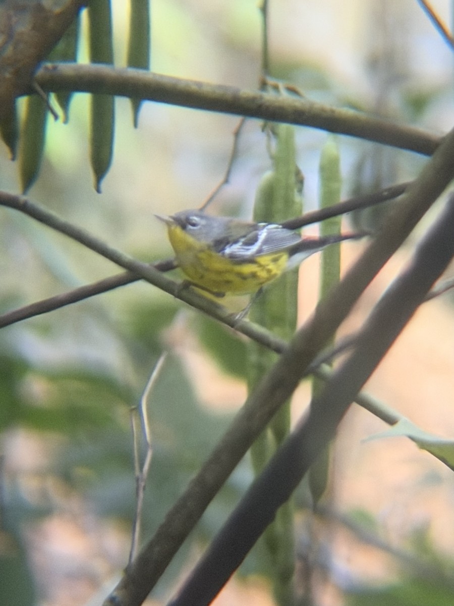 Пісняр-лісовик канадський - ML647468300