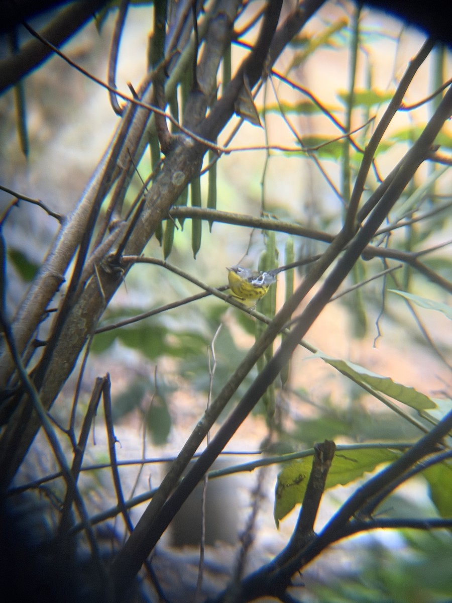 Пісняр-лісовик канадський - ML647468301