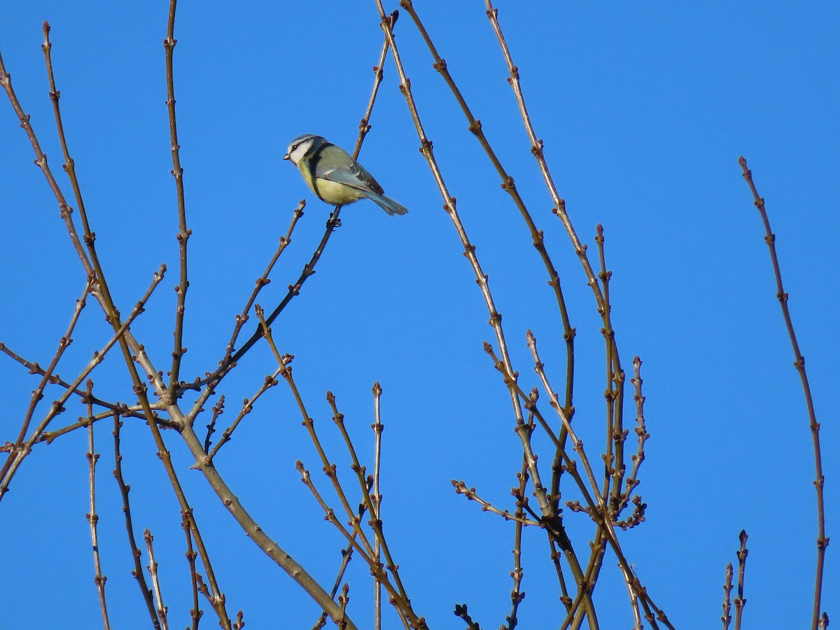 Синиця блакитна - ML647468302