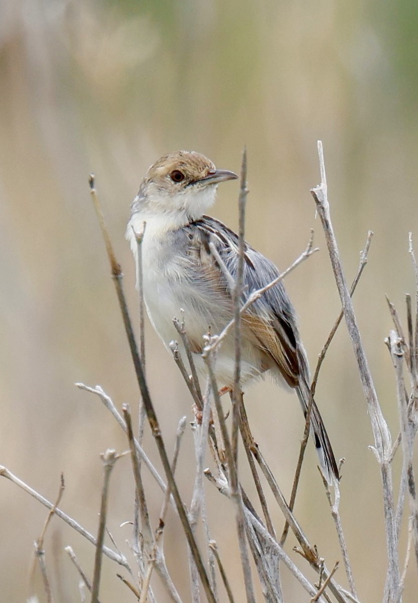 Таміка західна - ML647468303