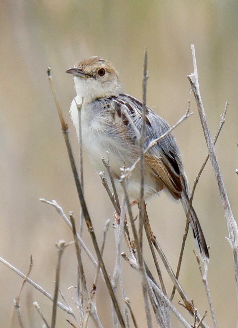 Таміка західна - ML647468304