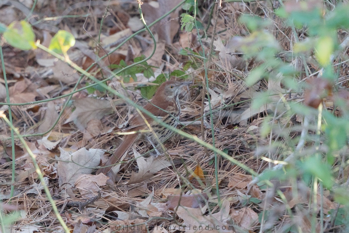 Тремблер прямодзьобий - ML647468305