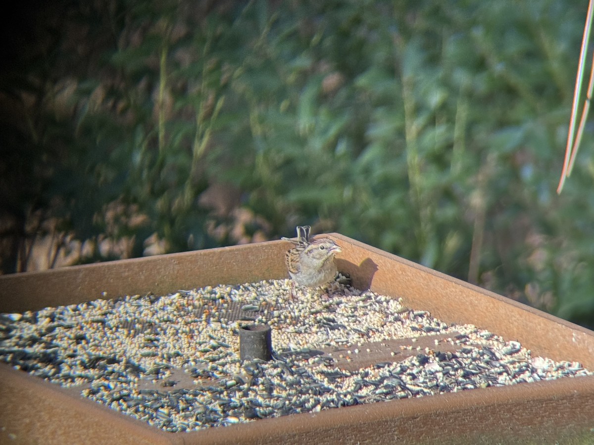 Карнатка білоброва - ML647468306