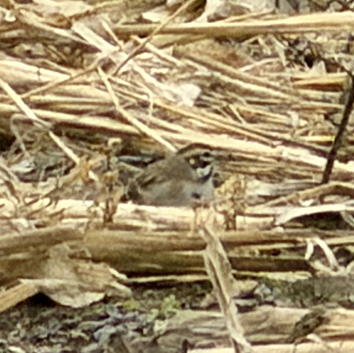 Lark Sparrow - ML647468307