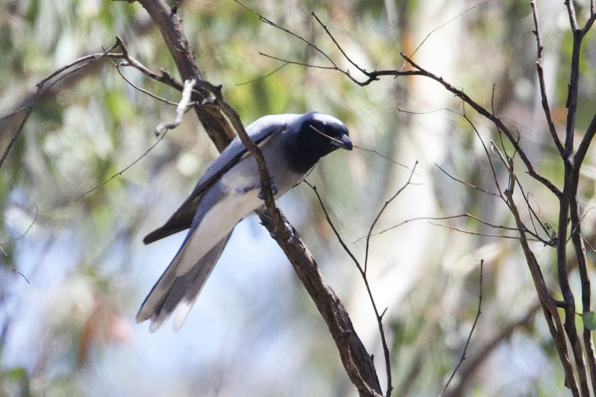 Шикачик масковий - ML647468308