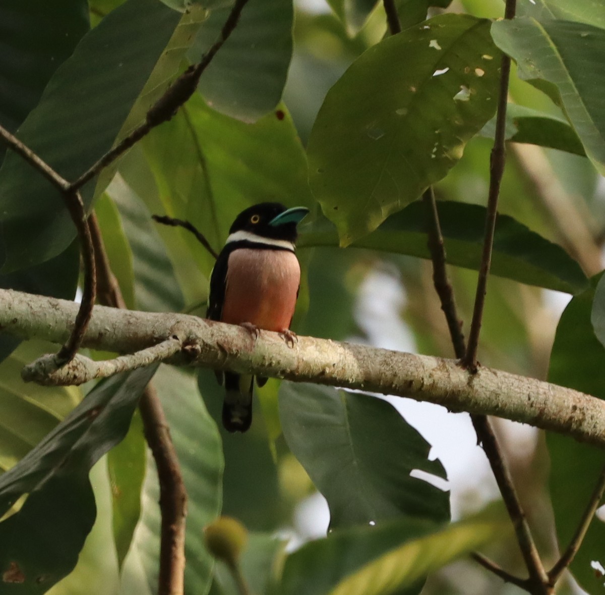 Рогодзьоб жовтоокий - ML647468309