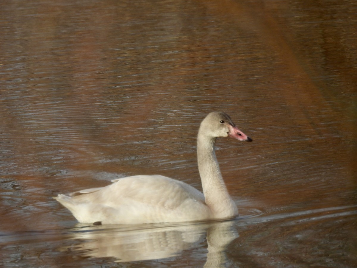 Лебідь чорнодзьобий - ML647468310