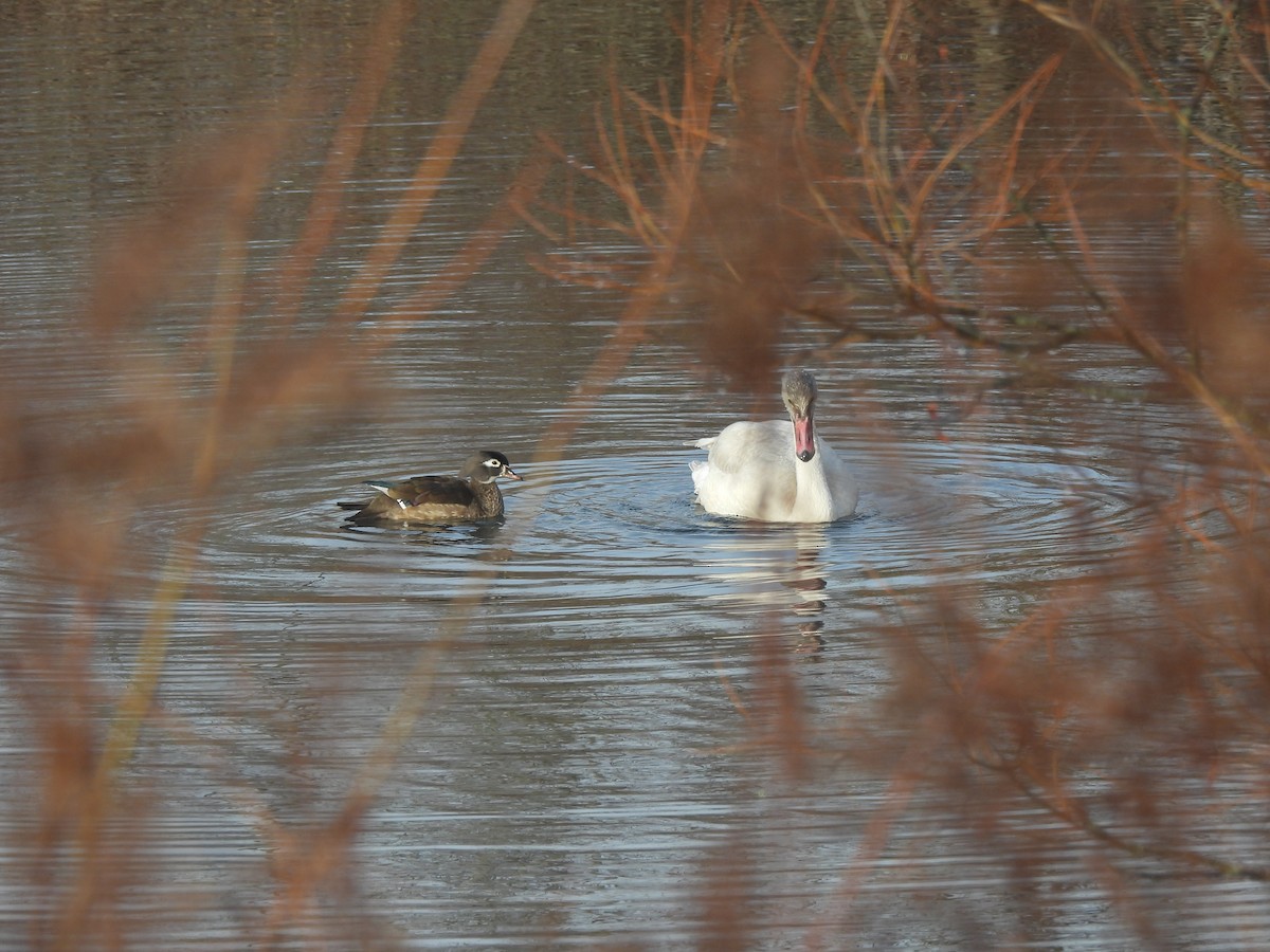 Лебідь чорнодзьобий - ML647468311