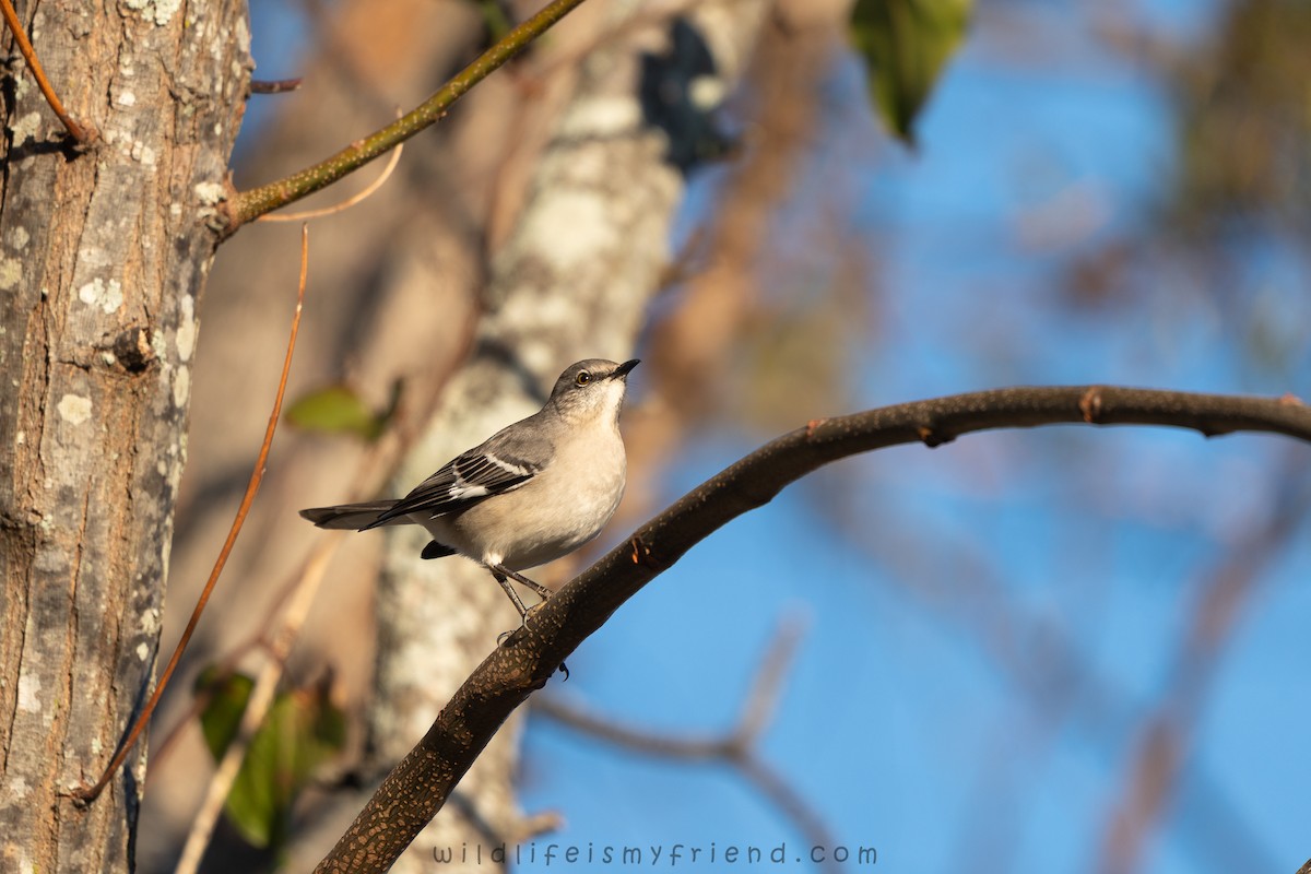 Пересмішник багатоголосий - ML647468312
