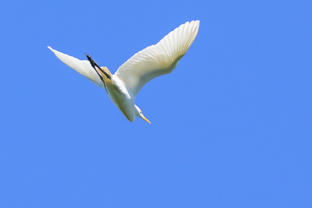 Чапля єгипетська західна - ML647468315