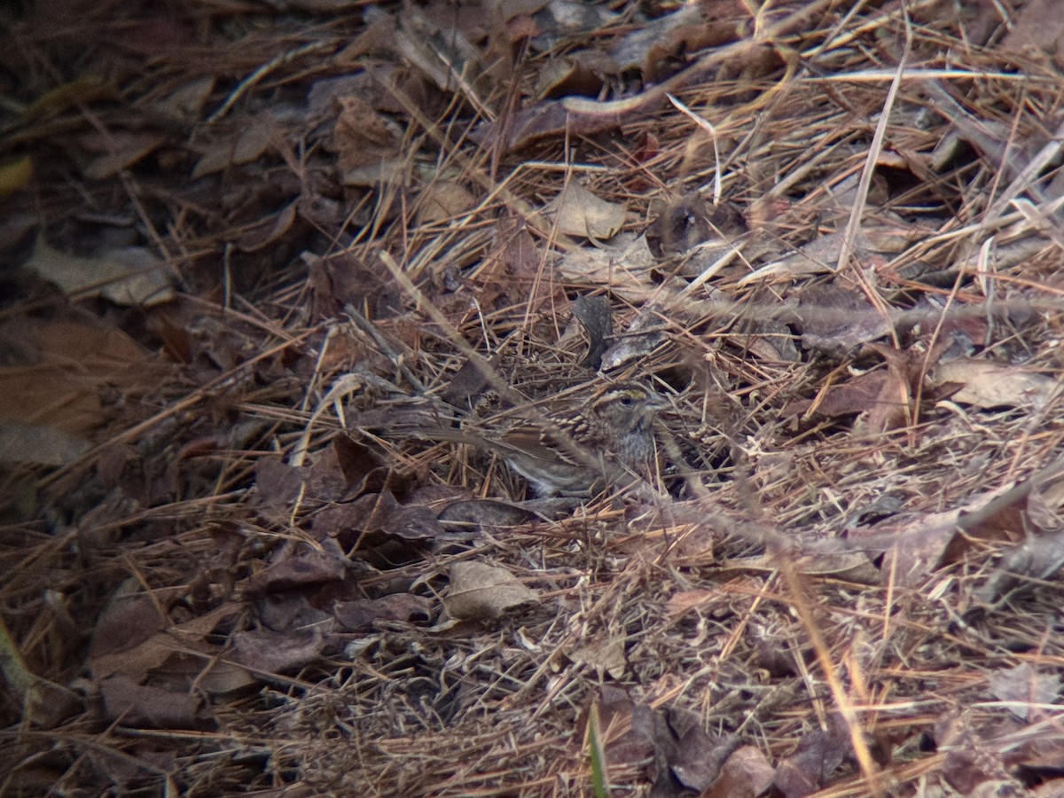 Бруант білогорлий - ML647468316