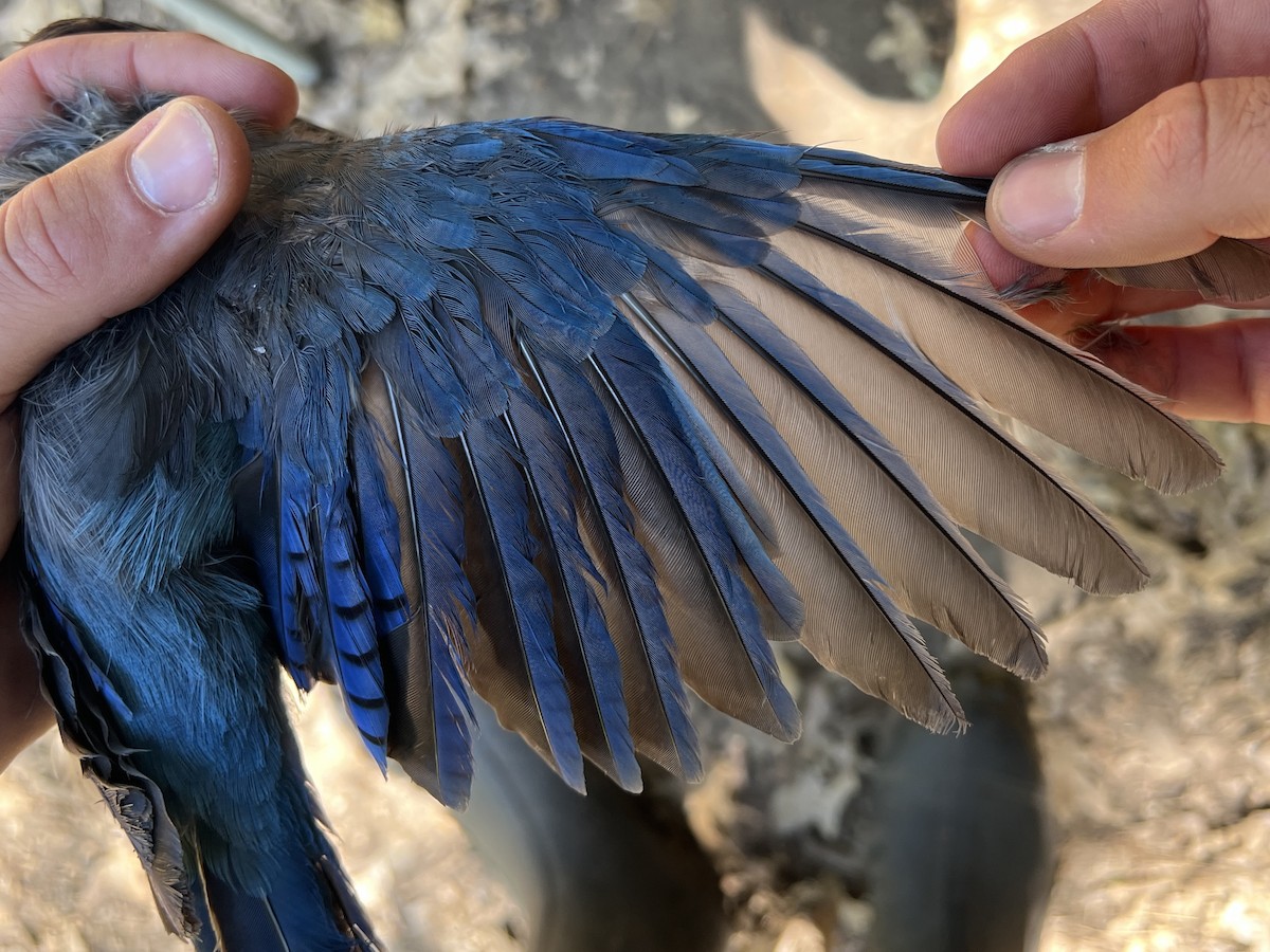 Steller Kargası - ML647468326