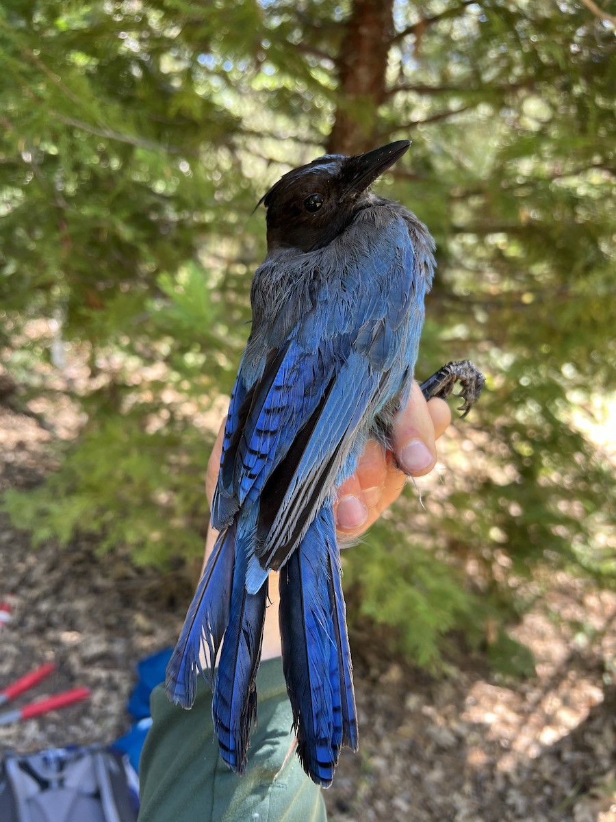 Steller Kargası - ML647468327