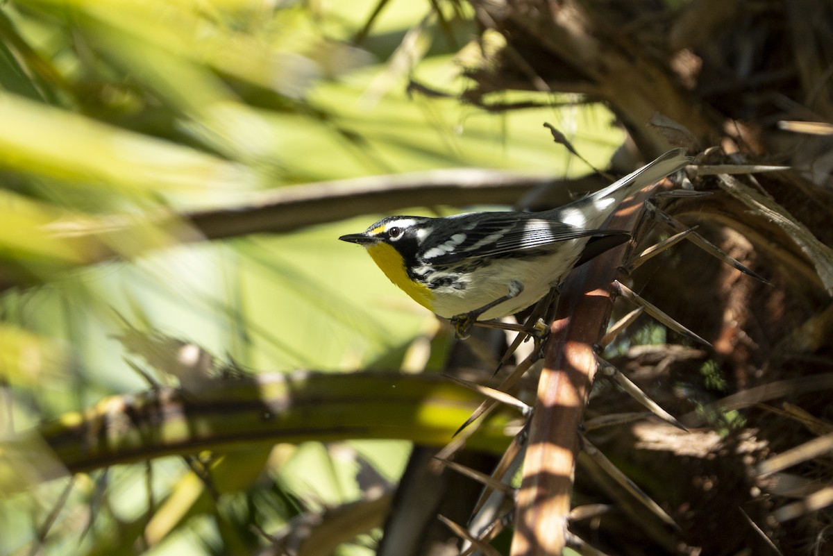 Yellow-throated Warbler - ML647468334