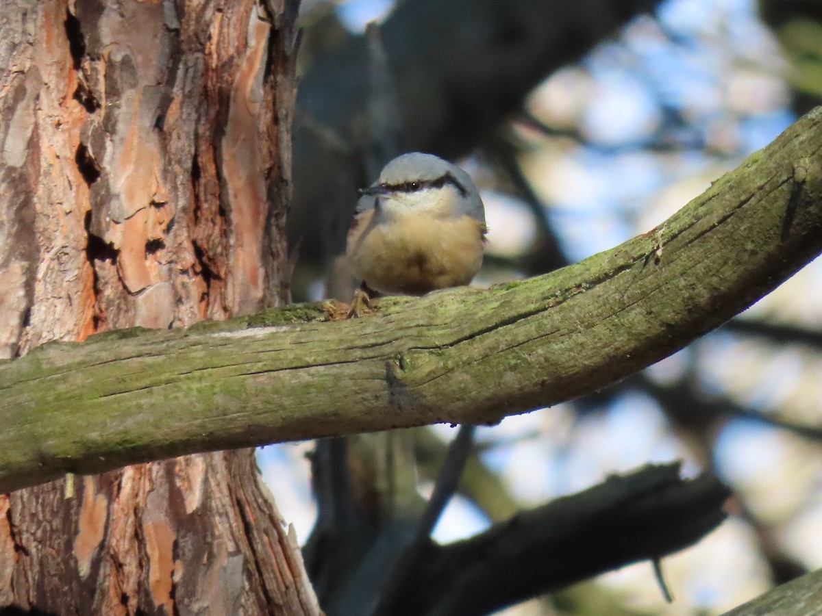 סיטה אירופית - ML647468336