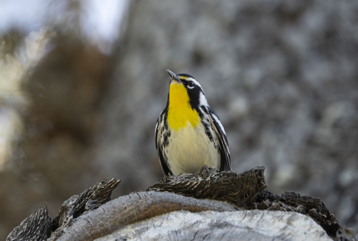 Yellow-throated Warbler - ML647468350