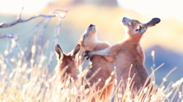 Mammals - ML647468354