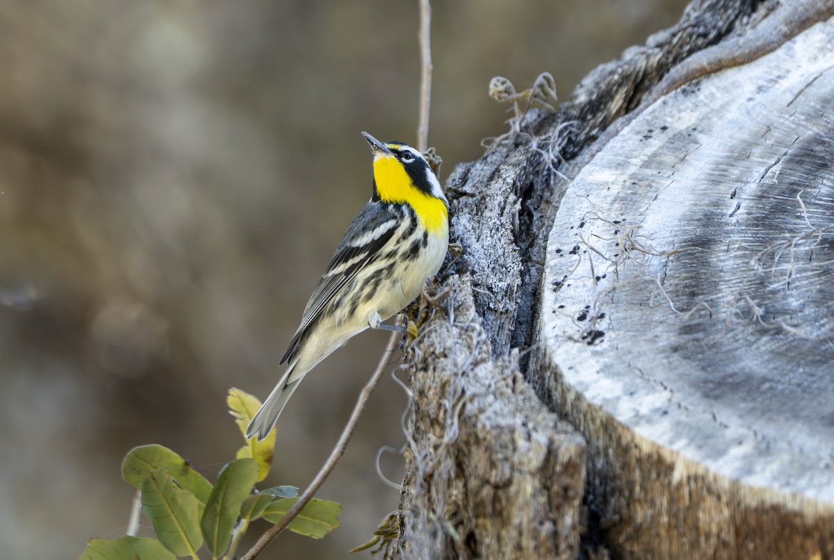 Yellow-throated Warbler - ML647468357
