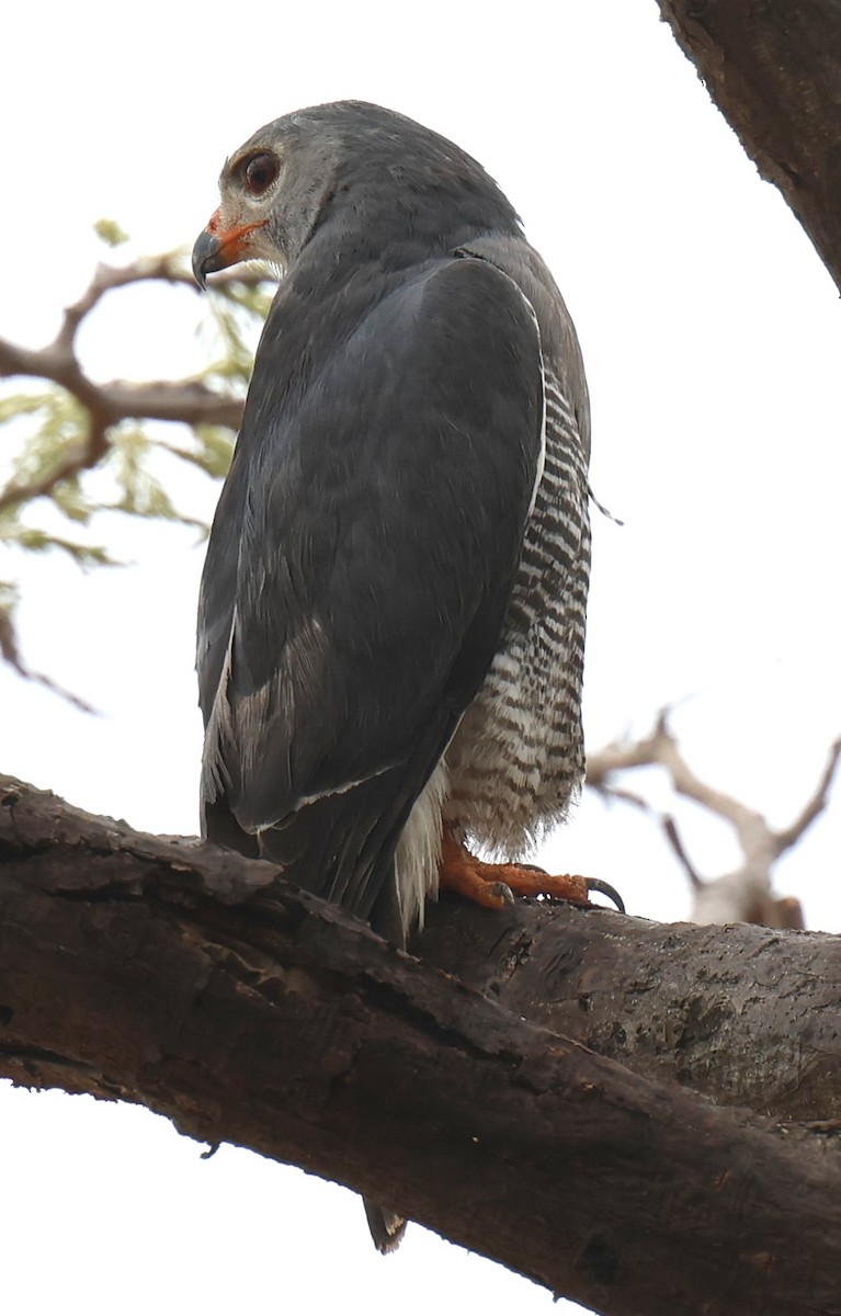 Lizard Buzzard - ML647468358