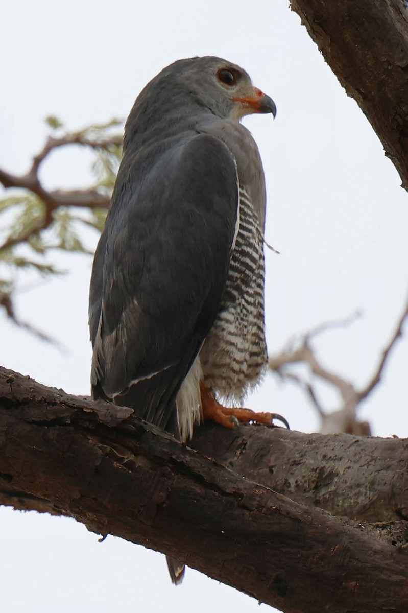 Lizard Buzzard - ML647468359