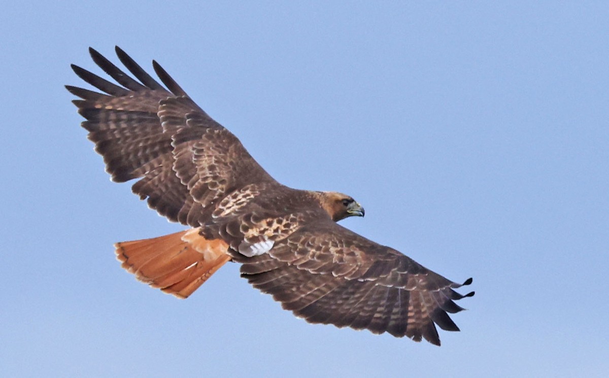 Red-tailed Hawk - ML647468416