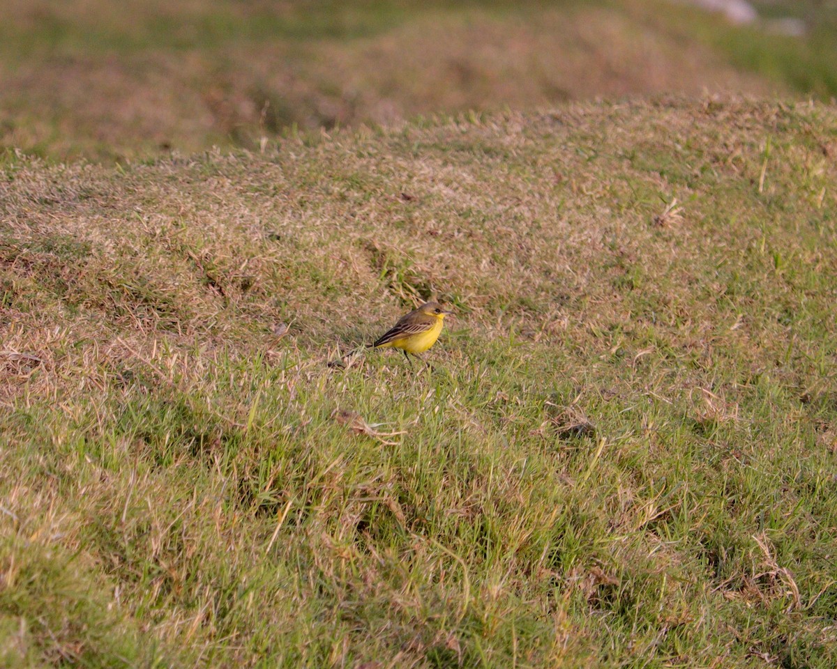 Western Yellow Wagtail - ML647468437