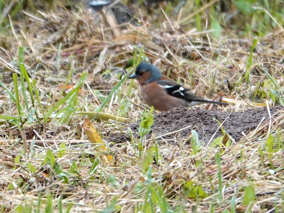 Common Chaffinch - ML647468441