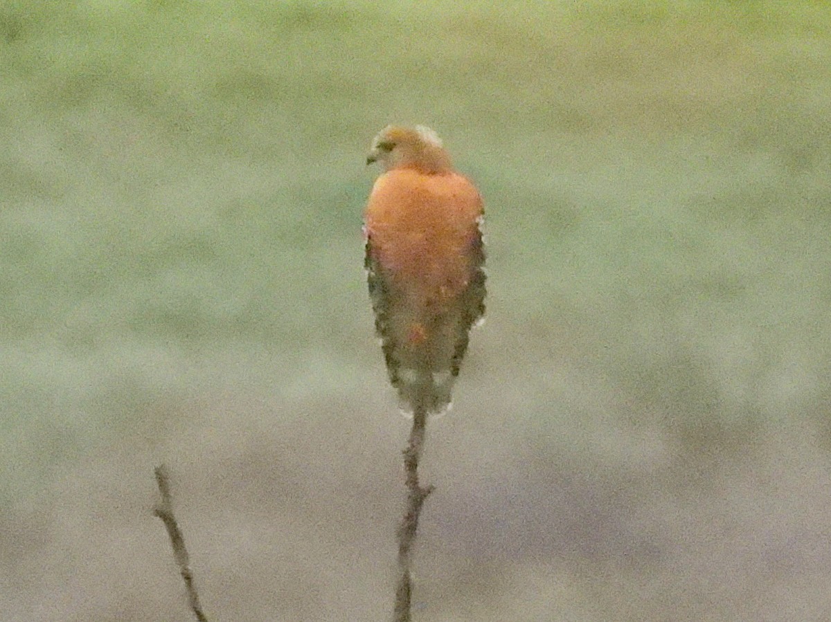 Red-shouldered Hawk - ML647468442