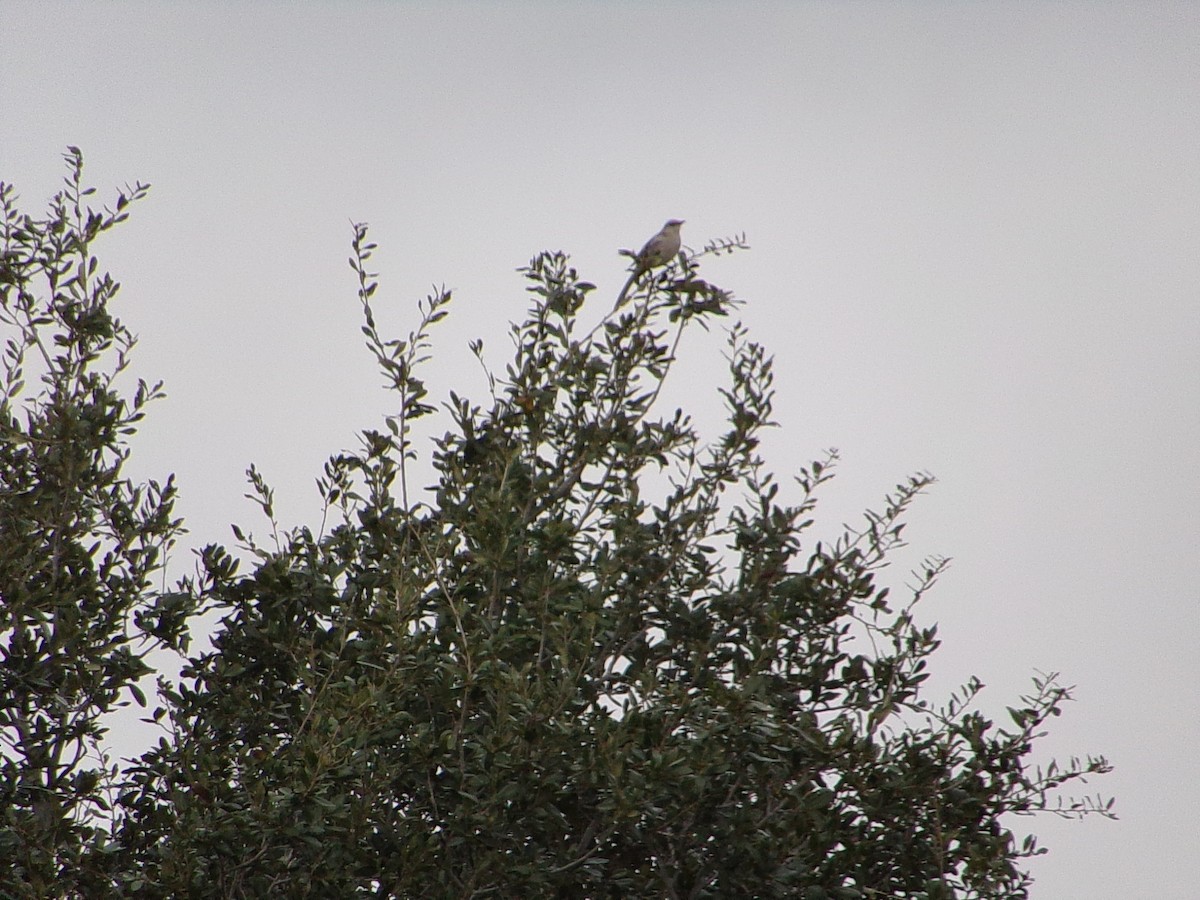Northern Mockingbird - ML647468443