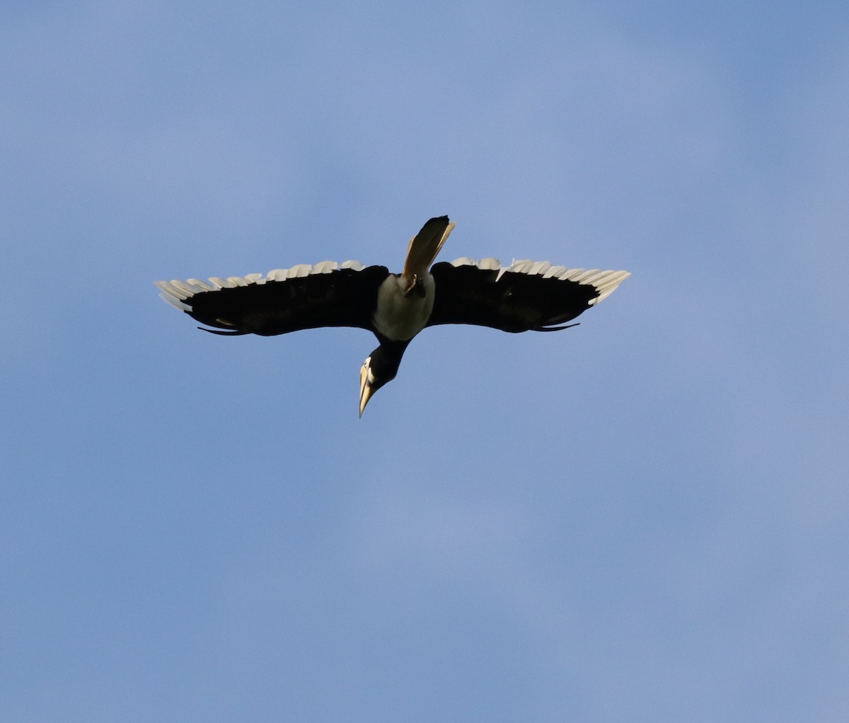 Oriental Pied-Hornbill - ML647468444