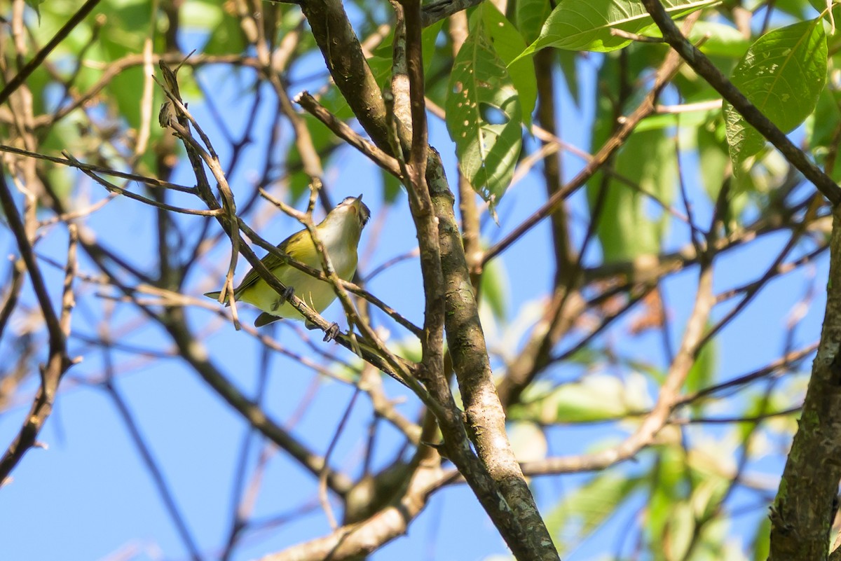 Yellow-green Vireo - ML647468446