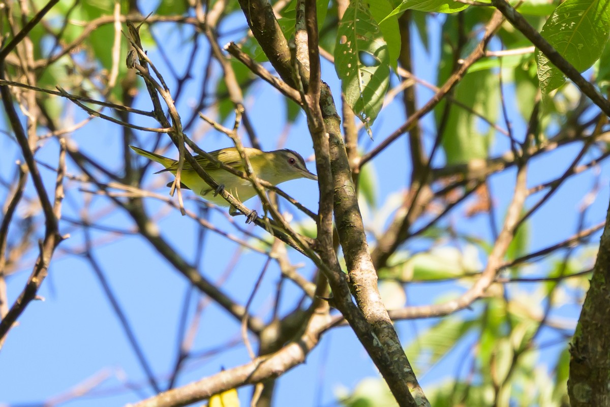 Yellow-green Vireo - ML647468447