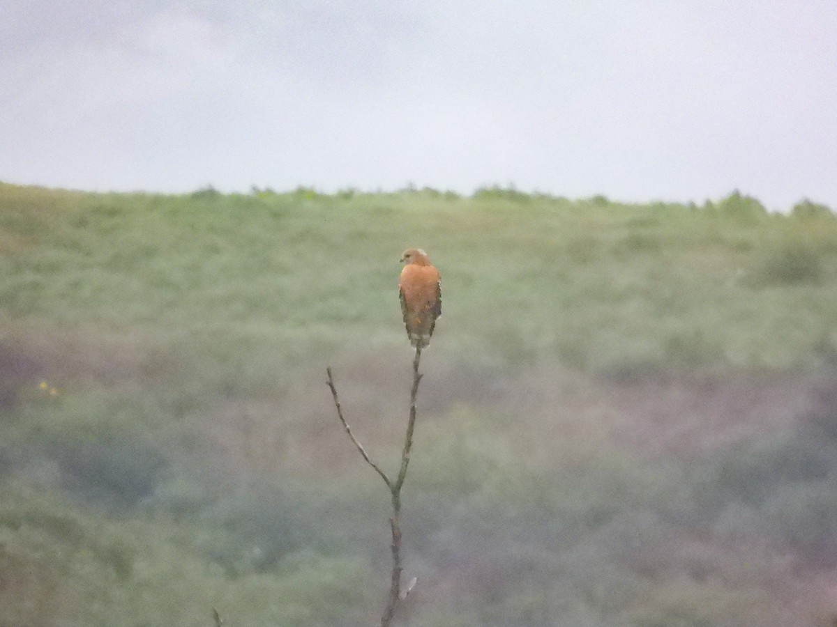 Red-shouldered Hawk - ML647468448