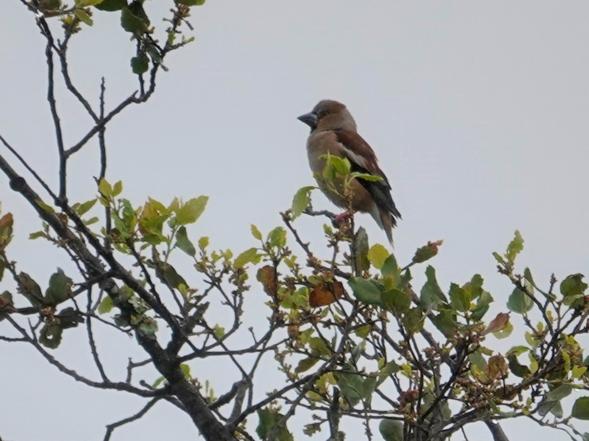 Hawfinch - ML647468450