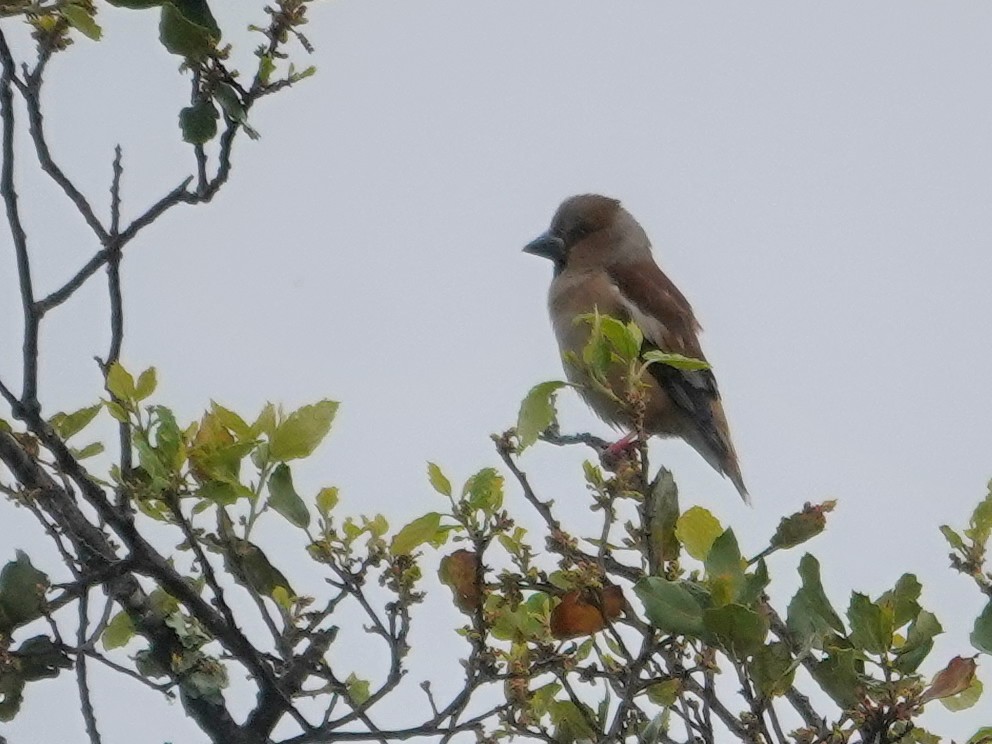 Hawfinch - ML647468451