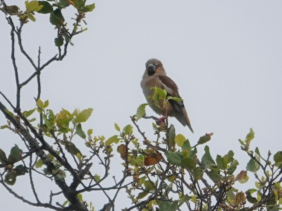 Hawfinch - ML647468452