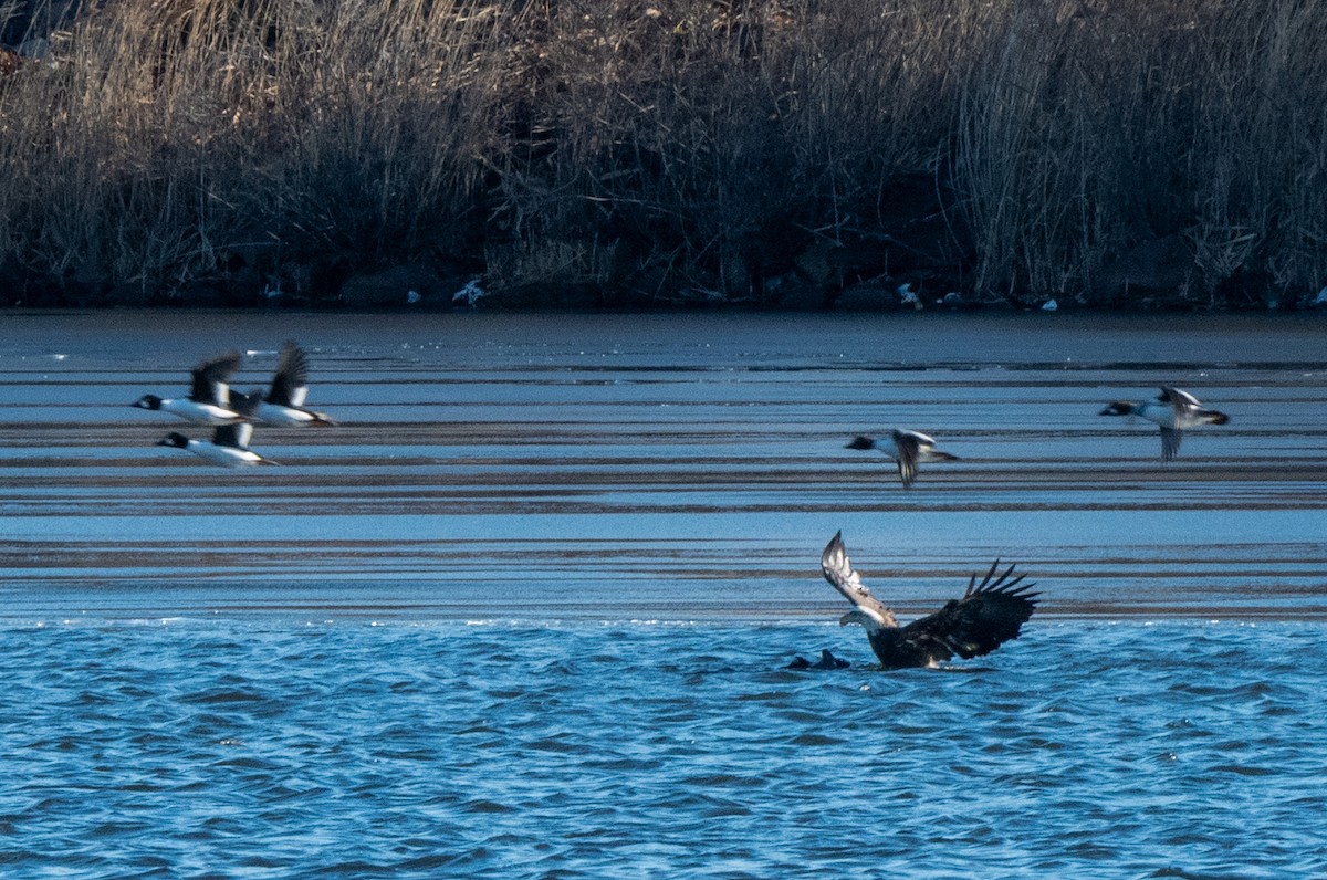 Common Goldeneye - ML647468453