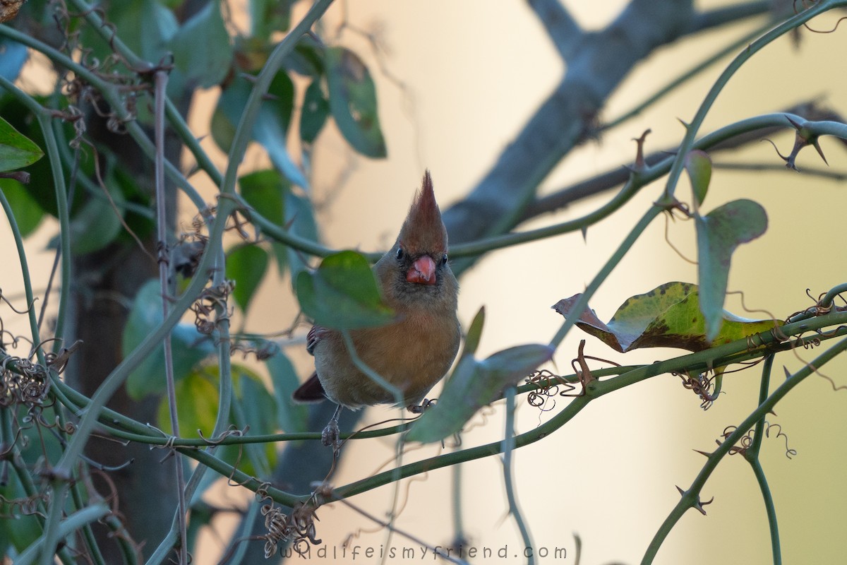 Northern Cardinal - ML647468454