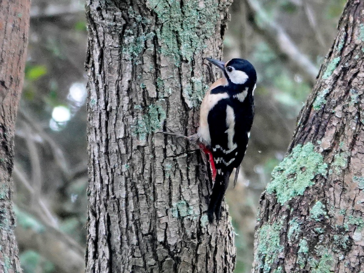 Great Spotted Woodpecker - ML647468462
