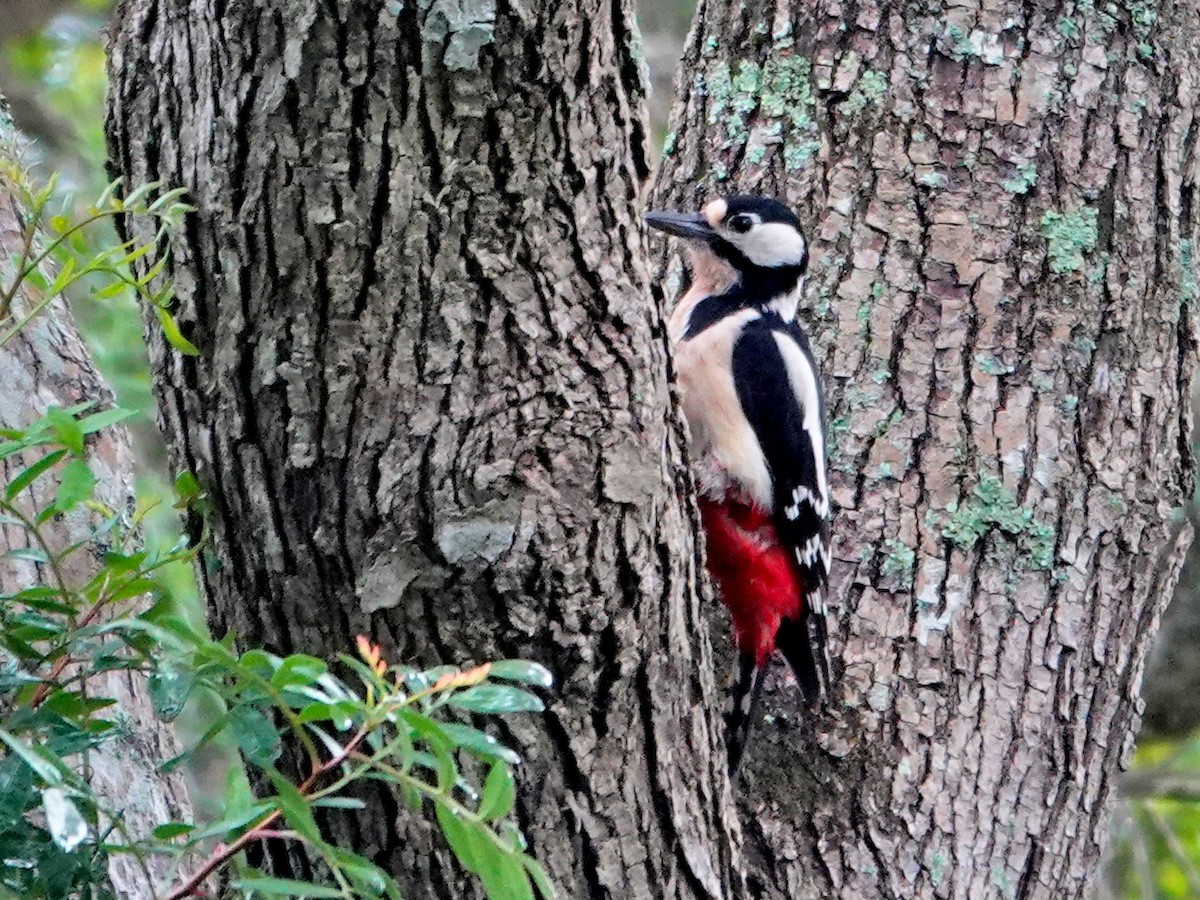 Great Spotted Woodpecker - ML647468463