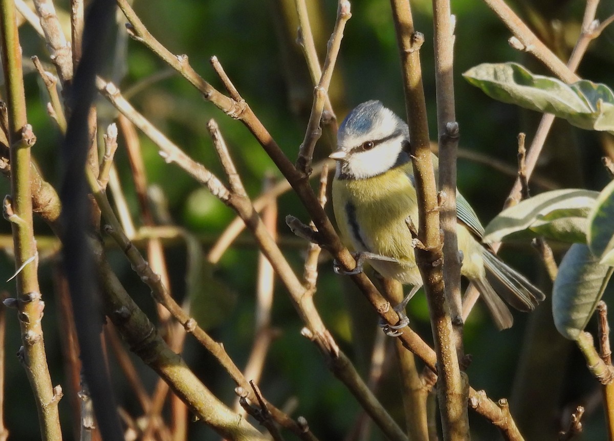 Eurasian Blue Tit - ML647468465