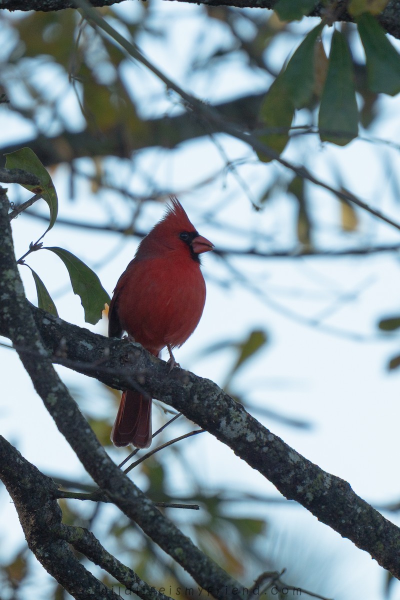 Northern Cardinal - ML647468466