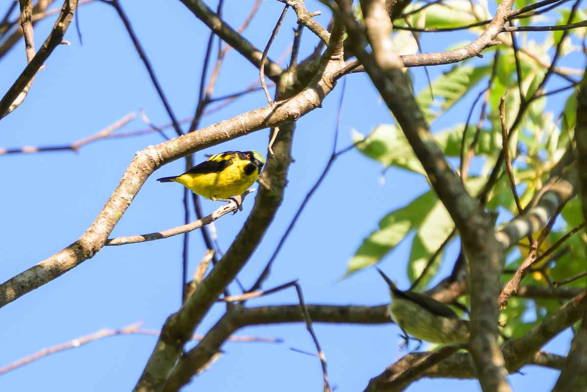 Yellow-bellied Dacnis - ML647468467