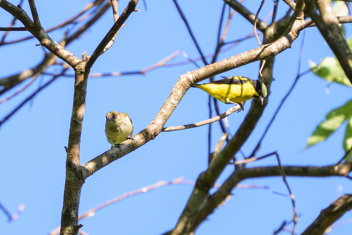Yellow-bellied Dacnis - ML647468468